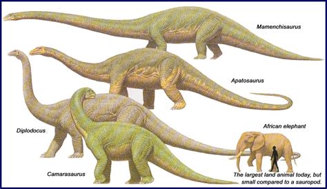 Sauropods Dinosaur Wiki Fandom Powered By Wikia