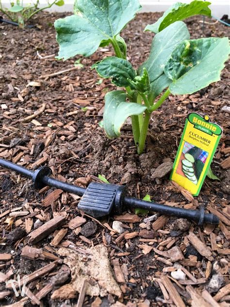 This guide will show you how to design, install, and setup a diy drip irrigation system with a programmable timer to automate your watering schedule. How to Install a Drip Watering System for the Garden ...