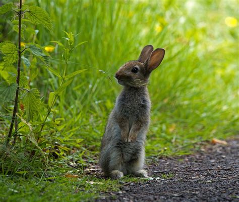 rabbit photo & image | animals, wildlife, mammals images at photo community
