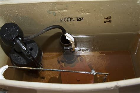 Black algae this algae can be very difficult to treat, particularly in plastered pools, because the algae's roots plant themselves deep within the plaster. Algae Growth in a Toilet Tank | Hunker