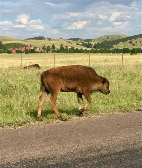 Buffalo On Wildlife Loop Road Custer State Park Black Hills South
