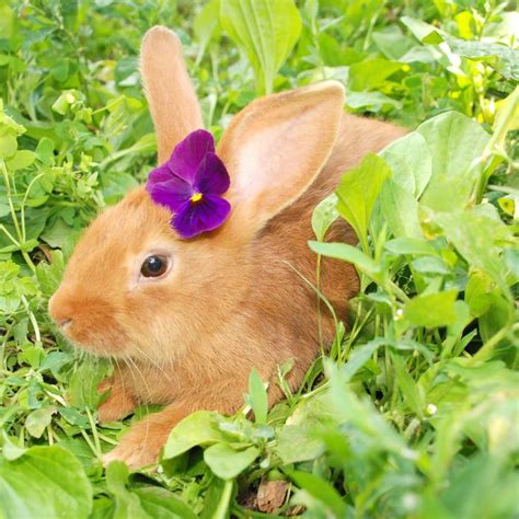 Little Rabbit With Purple Flower Pets Cute Animals Animals