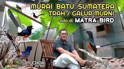 Murai Batu Sumatera Galur Murni Matra Bird Farm Episode 2 Youtube