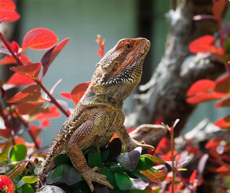 9 Safe Plants For Bearded Dragon Habitats Reptile Advisor