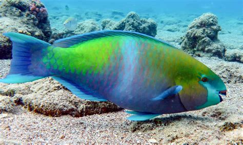Parrotfish A Z Animals