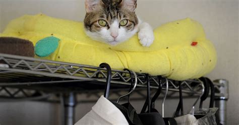 Tänapäeval paljudes kodudes olev eluruumide planeering põhjustab kassidel stressi - Kassid - Lemmik