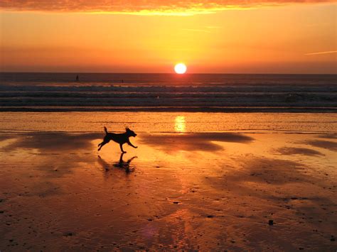 Dog In The Sunset This One Was Taken On Newgale Beach In W Flickr