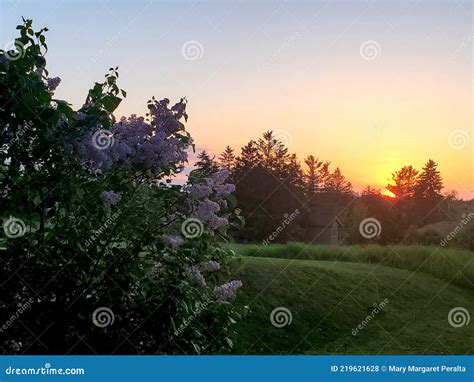 Lilacs And Sunset Stock Photo Image Of Catch Clear 219621628