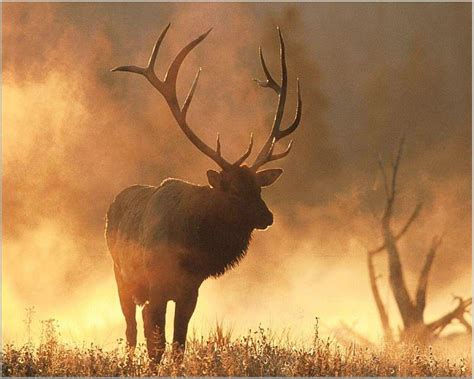 4k Elk Wallpapers Top Free 4k Elk Backgrounds Wallpaperaccess Posted