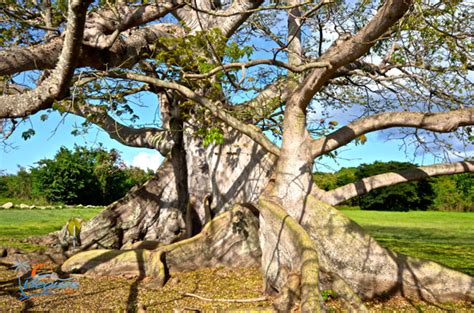 Ceiba Tree Vieques Puerto Rico Arbol De Ceiba