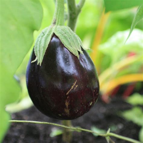 Aubergine Black Beauty Plug Plants Order Online Rocket Gardens