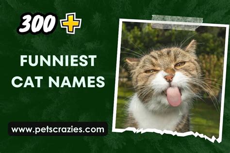 300 Funniest Cat Names Unforgettable Picks