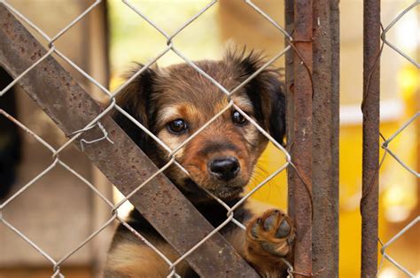 Why You Should Adopt A Dog And Not Buy A New Puppy