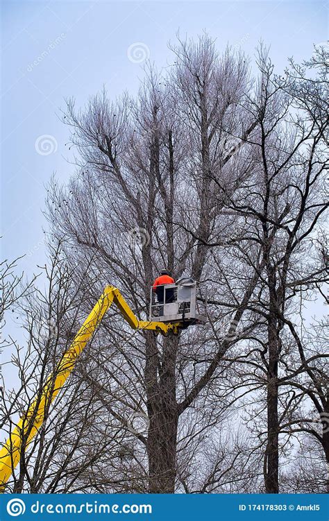 Gardener Cutting A Tree In Winter Removing Dead Branches Stock Image