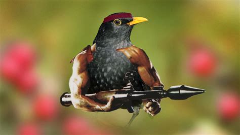My First Bird With Arms Made It For My Discord Avatar But Might