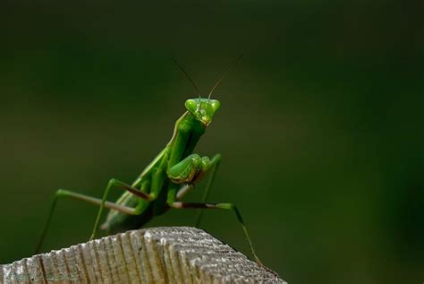 Hd Wallpaper Green Praying Mantis Sony Rx Macro Nature Animals