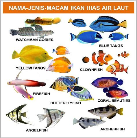 Pada video kali ini kita akan belajar mengenai nama ikan air laut beserta nama latinnya. Nama Latin Ikan Air Tawar dan Ikan Air Laut | Ikan, Air ...