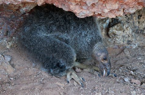 Baby Condor Breaks Pinnacles National Parks 100 Year Nesting Drought