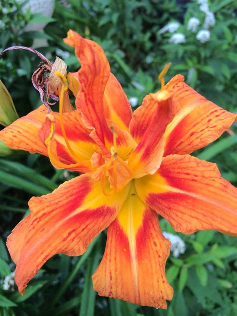 Day lily synonyms, day lily pronunciation, day lily translation, english dictionary definition of day lily. Day Lily (With images) | Day lilies, Garden paths, Plants