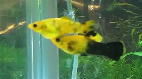 How To Tell Molly Fish Gender And How Mollies Mate Newbieto Pets