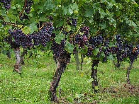 Overview Of Grapevine Structure And Function Evineyard Blog