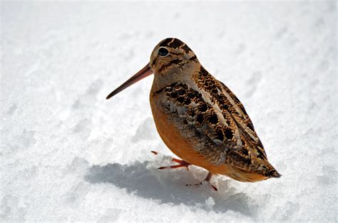 Algonquin Park Melissa Janovick photo Algonquin Park, Bird Species