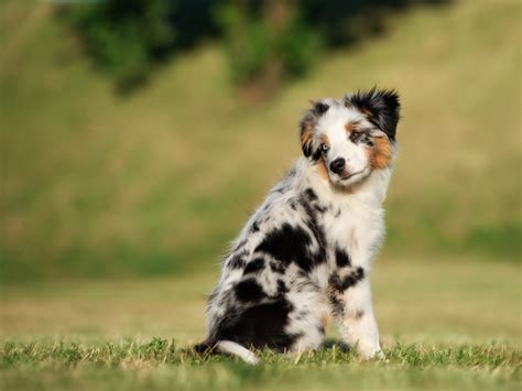 Flipboard 25 New Dog Breeds Recognized By The American