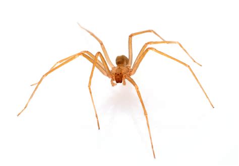 Brown Recluse Spider Bite Sends Woman To Er After Arachnids Infest Her