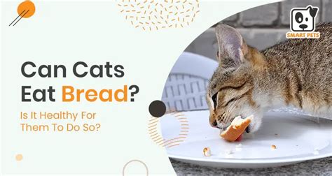 Can Cats Eat Bread Is It Healthy For Them To Do So