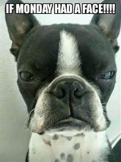 15 Funny Boston Terrier Memes That Will Make You Happy Page 4 Of 5