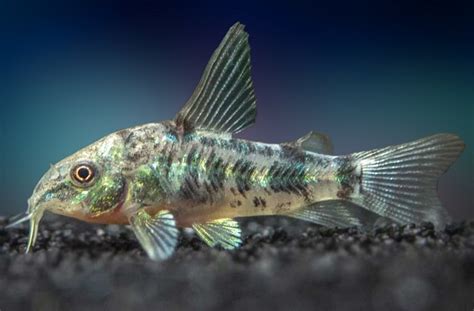 Cory Catfish 101 Care Food Breeding And More Fishlab