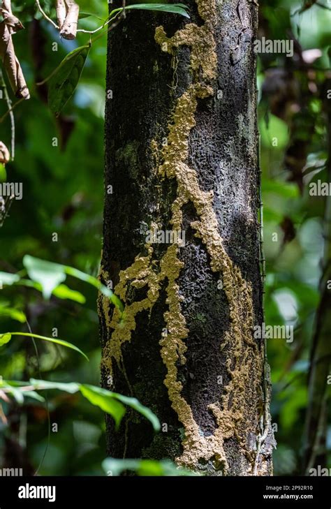 Mud Tunnel Used By Termites On A Tree Trunk In Tropical Forest