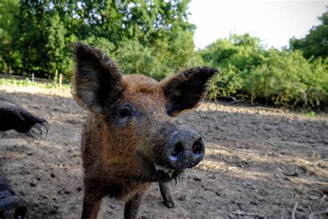 Kleveblog Unterschätzte Schönheiten 1 Mangalica Wollschwein