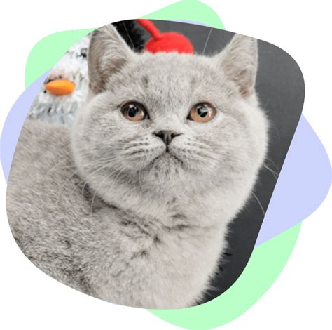 British Shorthair Breed History Ouachita British Shorthairs