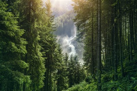 10 Fakten Zum Wald In Österreich Steirischer Bauernbund