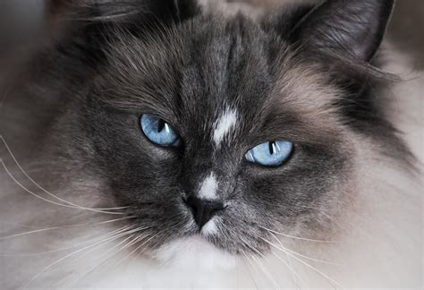 Blue Mitted Ragdoll Cat