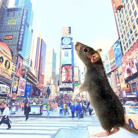 New York Citys ‘rat Czar Wants To Detect Rats In Real Time Across