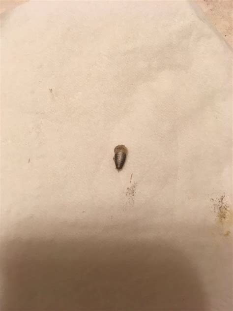 Is This A Bed Bug I Smashed It A Bit Rbedbugs
