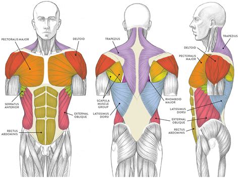 Human Body Muscles Side View Anatomy Muscular Muscle Male Guide