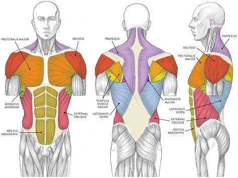 Diagram Of Body Muscles And Names Muscular System Chart