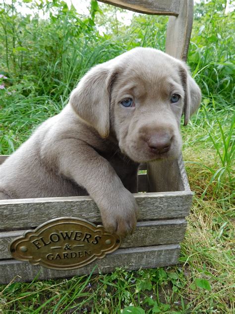 If you send us an email we will respond. Silver Labrador Puppies for Sale, Our Lyrical Labs, Texas | Labrador puppy, Puppies, Silver ...