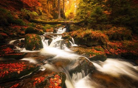 Wallpaper Autumn Forest Leaves Water Stream Stones Vegetation