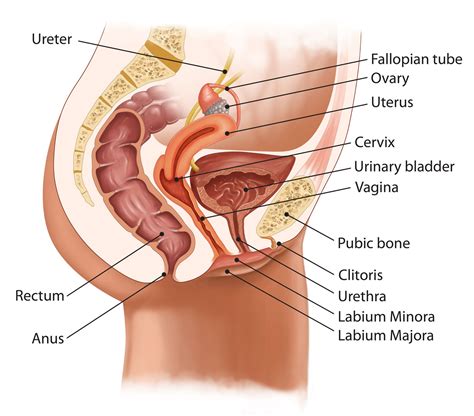 Physical Anatomy Of The Vulva Of A Women