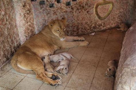 Through Golden Eyes Pakistani Pet Lion Gives Birth To Five Cubs