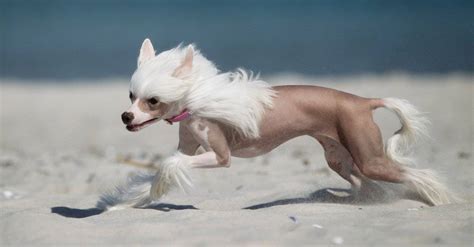 The Absolute 10 Strangest And Weirdest Dog Breeds In The World A Z Animals
