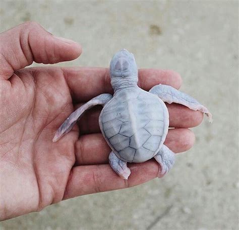 Baby Albino Sea Turtle Pet Turtle Sea Turtle Turtle