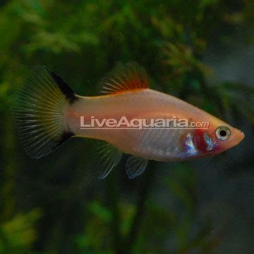 Jul 22, 2020 · red and gold are commonly seen colors in tuxedo patterns and the combination can be extremely attractive. Gold Twin Bar Platy: Tropical Fish for Freshwater Aquariums