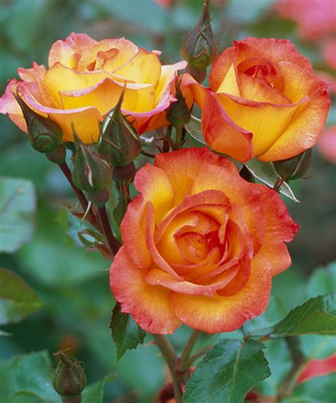 Love This Live Red Gold Rose Tree By Seedling And Sprout On Zulily