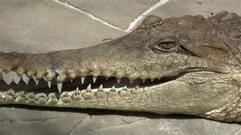 Australian Freshwater Crocodile, Johnston's Crocodile (Crocodylus johnsoni) / Australien ...