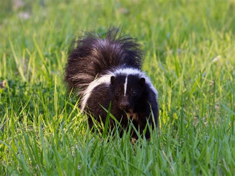 Help The Raccoons And Skunks Are Tearing Up My Lawn Lawnsavers